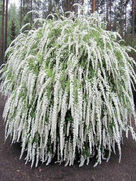 СПІРЕЯ СІРА 'ГРЕФШЕЙМ' (Spiraea cinerea Grefsheim) 01.041.003 фото