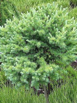 Модрина японська 'Блу Дварф' Штамб (Larix kaempferi Blue Dwarf) 02.014.009 фото