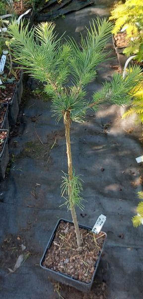 Модрина японська 'Блу Дварф' Штамб (Larix kaempferi Blue Dwarf) 02.014.009 фото