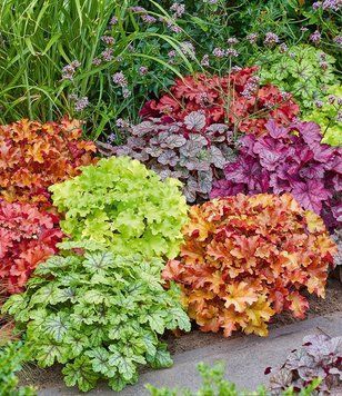 Гейхера (Heuchera) 03.009.002 фото