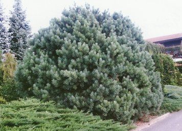 Сосна звичайна Ватерерiі К/мультиштамб (Pinus sylvestris Watereri) 02.003.487 фото
