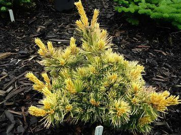 Сосна дрібноквіткова Голділокс (Pinus parviflora Goldilocks) 02.003.163 фото