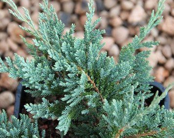 ЯЛІВЕЦЬ ПОВЗУЧИЙ 'БЛУ ЧІП' (Juniperus horizontalis Blue Chip) 02.009.165 фото