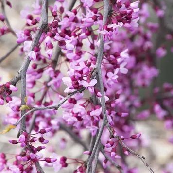 Церцис канадський Лавендер Твіст(Cercis canadensis Lavender Twist) 01.002.002 фото