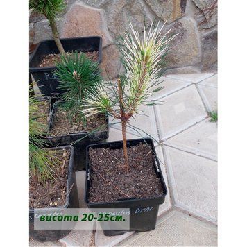 Сосна густоквіткова Окулус Драконіс (Око Дракона) К/Ст (Pinus densiflora Oculus-Draconis) 02.003.324 фото
