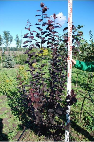 СЛИВА РОЗЛОГА 'ПІССАРДІ НІГРА' С (Prunus cerasifera (pissardii) Nigra С) 01.013.033 фото