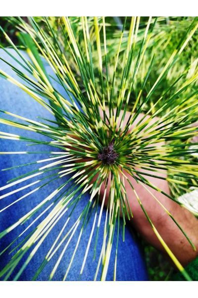 Сосна густоквіткова Окулус Драконіс (Око Дракона) К/Ст (Pinus densiflora Oculus-Draconis) 02.003.324 фото