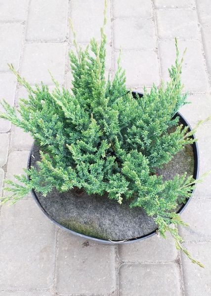 ЯЛІВЕЦЬ ПОВЗУЧИЙ 'БЛУ ЧІП' (Juniperus horizontalis Blue Chip) 02.009.165 фото