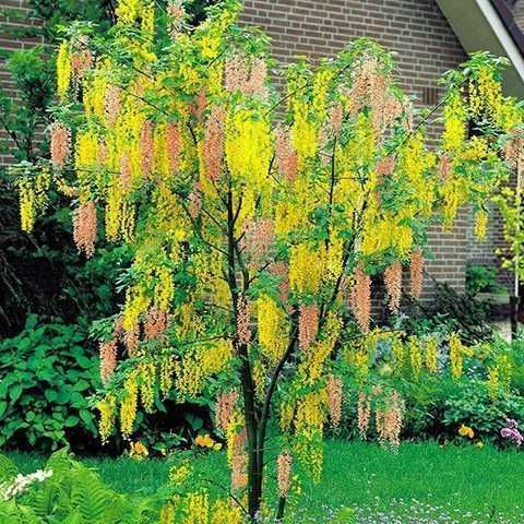 Бобівник Ватерера (Laburnum watereri) 01.070.008 фото