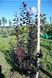 СЛИВА РОЗЛОГА 'ПІССАРДІ НІГРА' С (Prunus cerasifera (pissardii) Nigra С) 01.013.033 фото 2