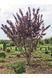 СЛИВА РОЗЛОГА 'ПІССАРДІ НІГРА' С (Prunus cerasifera (pissardii) Nigra С) 01.013.033 фото 1