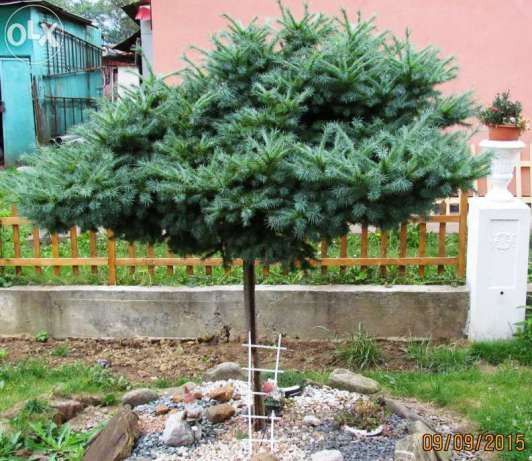 Модрина японська 'Блу Дварф' Штамб (Larix kaempferi Blue Dwarf) 02.014.009 фото