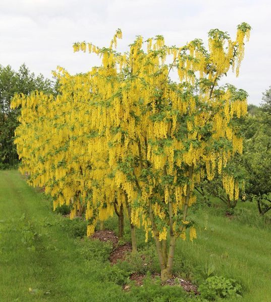 Бобівник Ватерера (Laburnum watereri) 01.070.008 фото