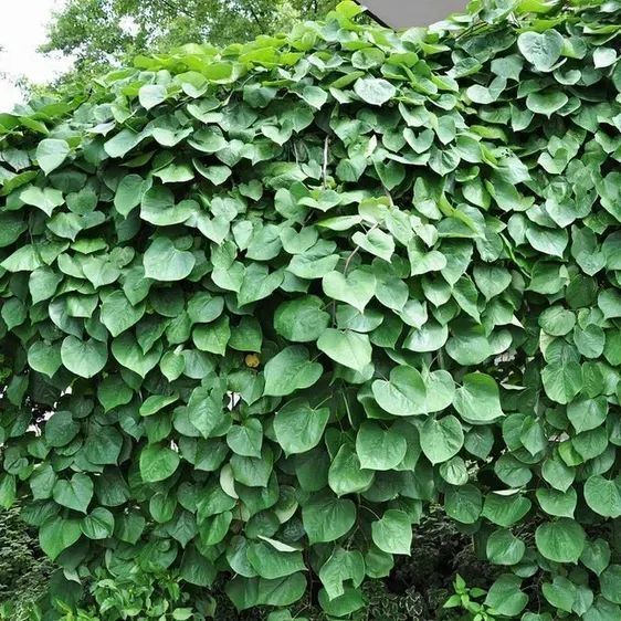 Церцис канадський Лавендер Твіст(Cercis canadensis Lavender Twist) 01.002.002 фото
