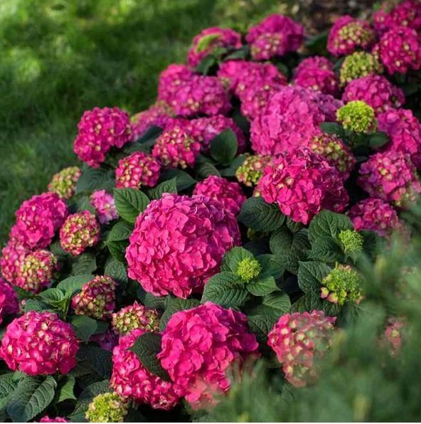ГОРТЕНЗІЯ КРУПНОЛИСТА 'ЕНДЛЕС САМЕР ЛАВ' (Hydrangea macrophylla Summer Love) 01.034.097 фото