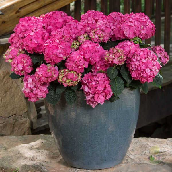 ГОРТЕНЗІЯ КРУПНОЛИСТА 'ЕНДЛЕС САМЕР ЛАВ' (Hydrangea macrophylla Summer Love) 01.034.097 фото