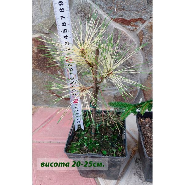 Сосна густоквіткова Окулус Драконіс (Око Дракона) К/Ст (Pinus densiflora Oculus-Draconis) 02.003.324 фото