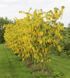 Бобівник Ватерера (Laburnum watereri) 01.070.008 фото 3
