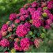 ГОРТЕНЗІЯ КРУПНОЛИСТА 'ЕНДЛЕС САМЕР ЛАВ' (Hydrangea macrophylla Summer Love) 01.034.097 фото 3