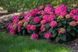 ГОРТЕНЗІЯ КРУПНОЛИСТА 'ЕНДЛЕС САМЕР ЛАВ' (Hydrangea macrophylla Summer Love) 01.034.097 фото 2