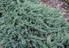ЯЛІВЕЦЬ ПОВЗУЧИЙ 'БЛУ ЧІП' (Juniperus horizontalis Blue Chip) 02.009.165 фото 2