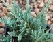 ЯЛІВЕЦЬ ПОВЗУЧИЙ 'БЛУ ЧІП' (Juniperus horizontalis Blue Chip) 02.009.165 фото 1