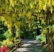 Бобівник Ватерера (Laburnum watereri) 01.070.008 фото 1