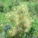 Сосна густоквіткова Окулус Драконіс (Око Дракона) К/Ст (Pinus densiflora Oculus-Draconis) 02.003.324 фото 3
