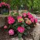 ГОРТЕНЗІЯ КРУПНОЛИСТА 'ЕНДЛЕС САМЕР ЛАВ' (Hydrangea macrophylla Summer Love) 01.034.097 фото 1