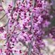 Церцис канадський Лавендер Твіст(Cercis canadensis Lavender Twist) 01.002.002 фото 1