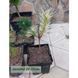 Сосна густоквіткова Окулус Драконіс (Око Дракона) К/Ст (Pinus densiflora Oculus-Draconis) 02.003.324 фото 1