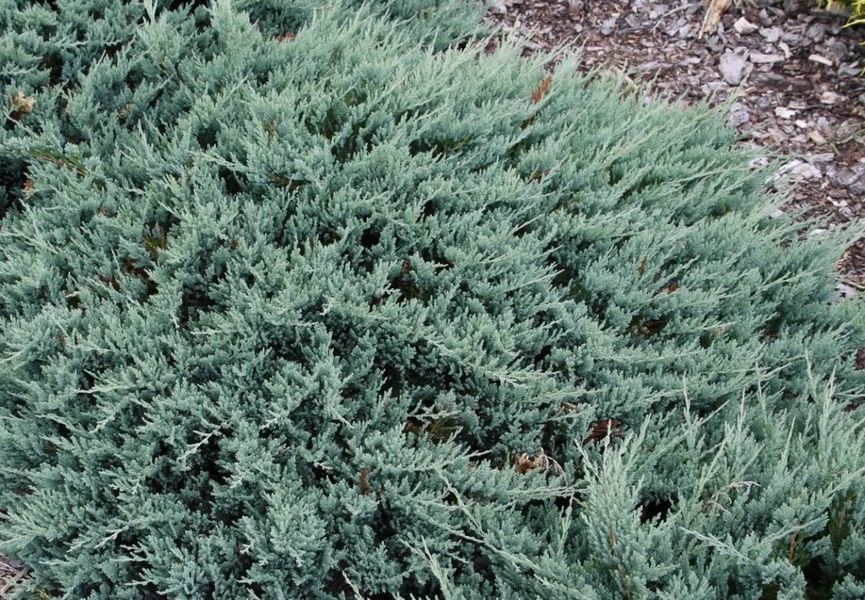 ЯЛІВЕЦЬ ПОВЗУЧИЙ 'БЛУ ЧІП' (Juniperus horizontalis Blue Chip) 02.009.165 фото