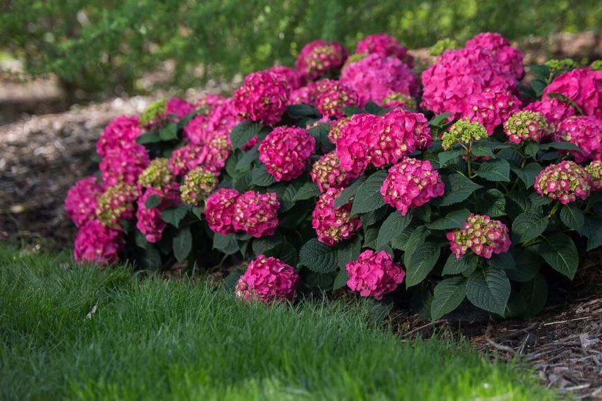 ГОРТЕНЗІЯ КРУПНОЛИСТА 'ЕНДЛЕС САМЕР ЛАВ' (Hydrangea macrophylla Summer Love) 01.034.097 фото