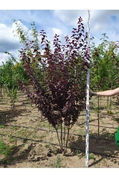 СЛИВА РОЗЛОГА 'ПІССАРДІ НІГРА' (Prunus cerasifera (pissardii) Nigra) 01.013.010 фото