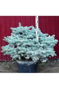 Ялина колюча Глаука Глобоза (Picea pungens Glauca Globosa) 02.002.028 фото
