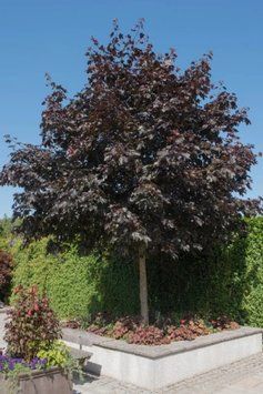 Клен гостролистий Крімсон Кінг (Acer platanoides Crimson King) 01.001.023 фото