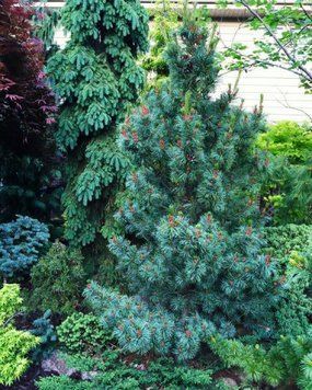 Сосна дрібноквіткова Негіші (Pinus parviflora Negishi) 02.003.010 фото