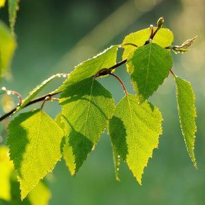 Береза корисна (Betula utilis C) 01.026.022 фото