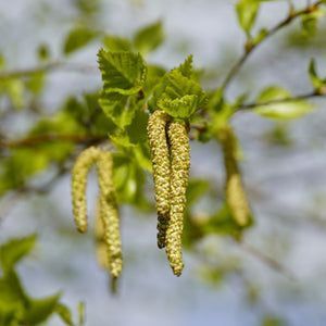 Береза корисна (Betula utilis C) 01.026.022 фото