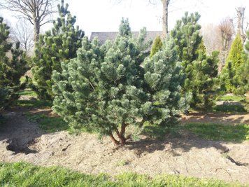 Сосна звичайна Ватерерi (Pinus sylvestris Watereri) 02.003.272 фото