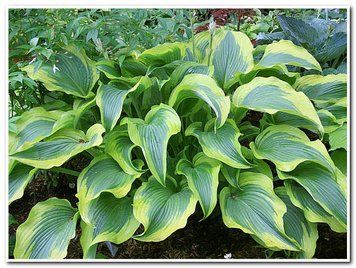 Хоста (Hosta (в ас.)) 03.015.003 фото
