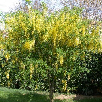 Бобівник Ватерера Воші (Laburnum watereri Vossii) 01.070.005 фото