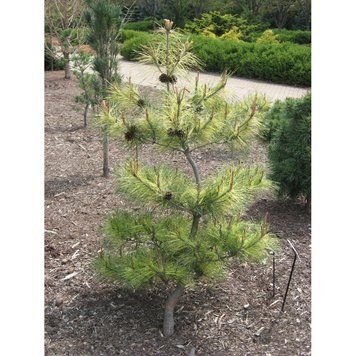 Сосна густоквіткова Окулус Драконіс (Око Дракона) К/бонсай (Pinus densiflora Oculus-Draconis) 02.003.053 фото