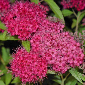 СПІРЕЯ ЯПОНСЬКА 'АНТОНІ ВАТЕРЕР' (Spiraea japonica Anthony Waterer) 01.041.016 фото