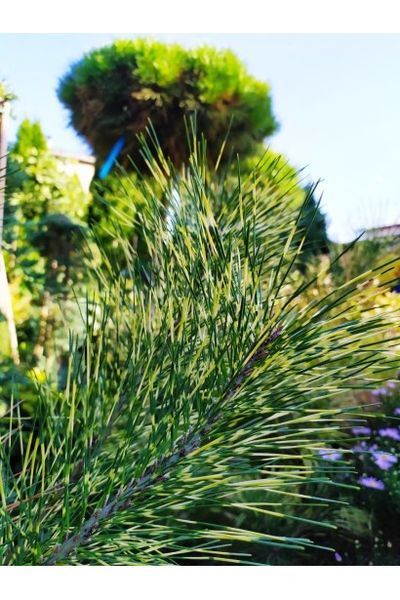Сосна густоквіткова Окулус Драконіс (Око Дракона) К/бонсай (Pinus densiflora Oculus-Draconis) 02.003.053 фото