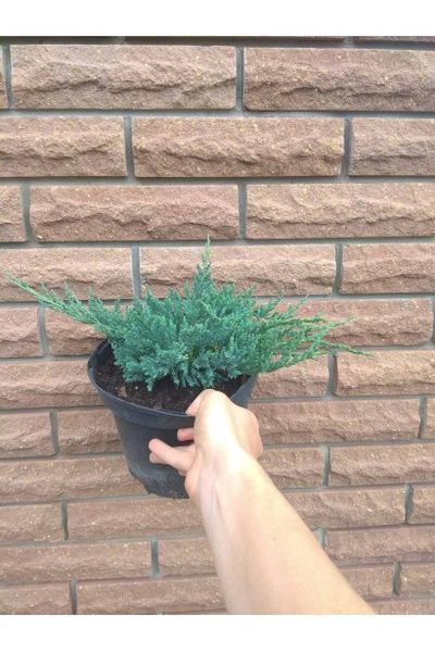 ЯЛІВЕЦЬ ПОВЗУЧИЙ 'БЛУ ЧІП' (Juniperus horizontalis Blue Chip) 02.009.024 фото