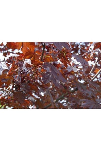 Клен гостролистий Крімсон Кінг (Acer platanoides Crimson King) 01.001.023 фото