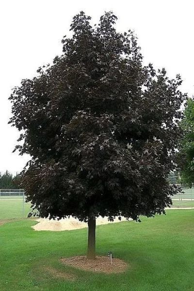 Клен гостролистий Крімсон Кінг (Acer platanoides Crimson King) 01.001.023 фото