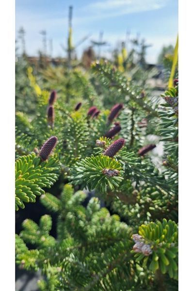 ЯЛИЦЯ КОРЕЙСЬК (Abies koreana) 02.005.065 фото