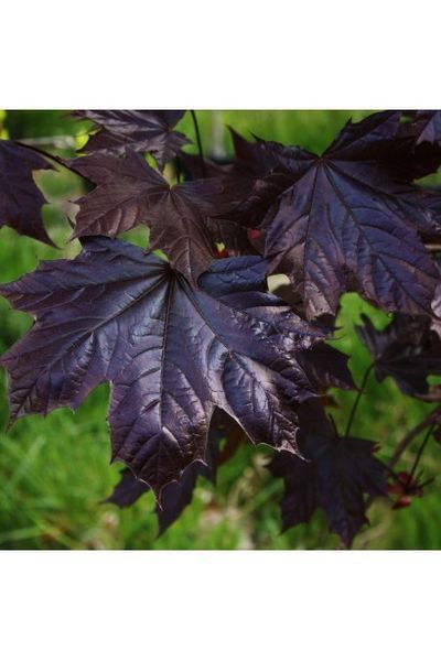 Клен гостролистий Крімсон Кінг (Acer platanoides Crimson King) 01.001.023 фото